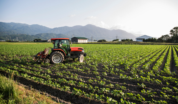 fields of plants and crops