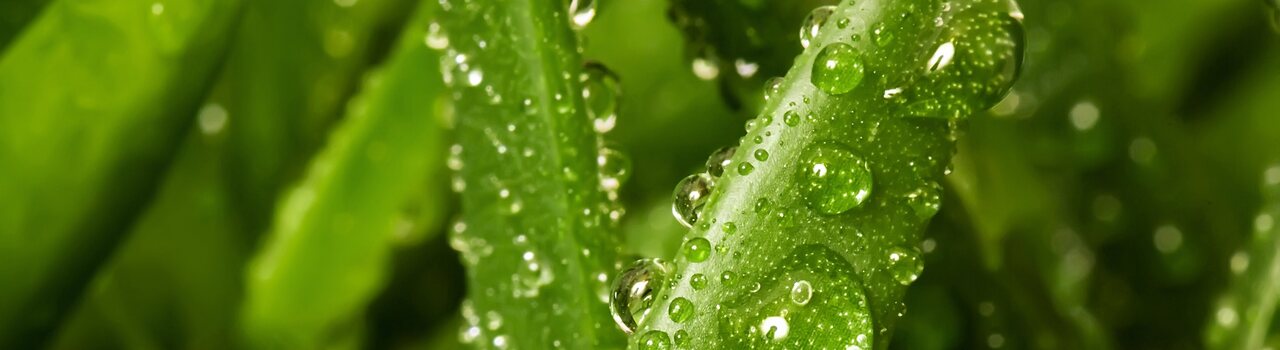 Aloe Vera plant