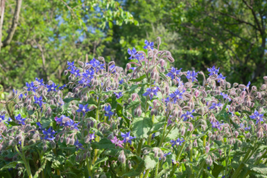 Borage oil plant