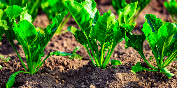 Green plants growing in soil